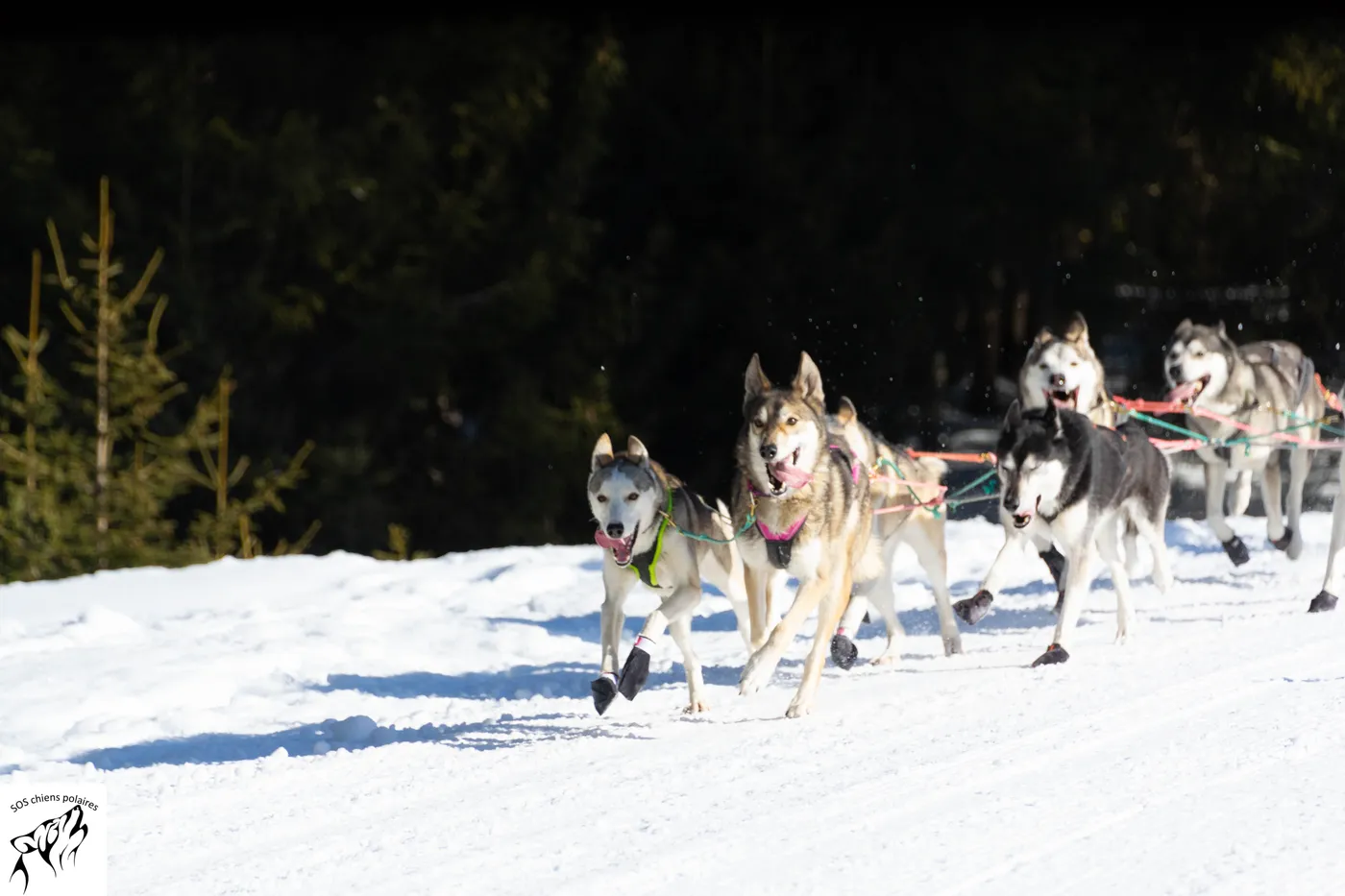 Un attelage lancé sur le parcours de la Course des Mosses