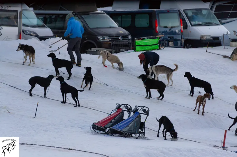 Un attelage sur le parcours de la Course des Mosses (photo 4 sur 13)