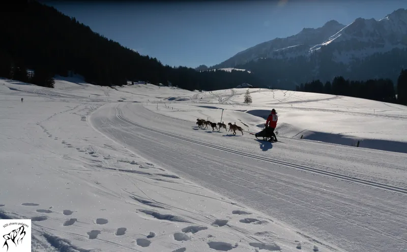 Un attelage sur le parcours de la Course des Mosses (photo 8 sur 13)