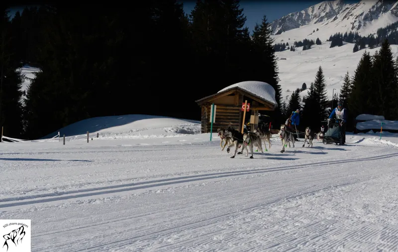 Un attelage sur le parcours de la Course des Mosses (photo 9 sur 13)
