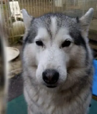 Alaska, pensionnaire du refuge