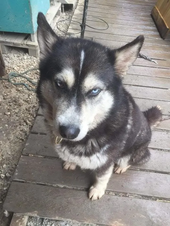 Aska, en mémoire