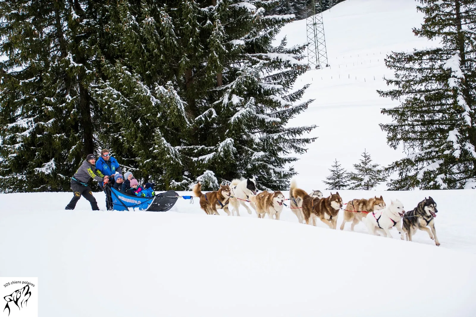 Baptême en traîneau avec les chiens du refuge