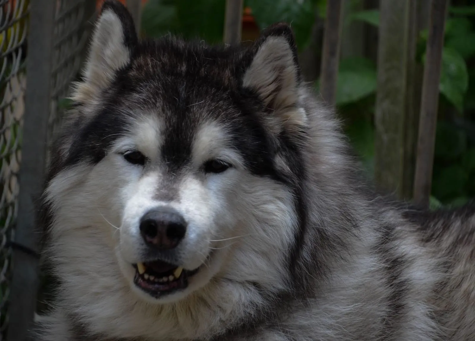 Baxter, pensionnaire du refuge