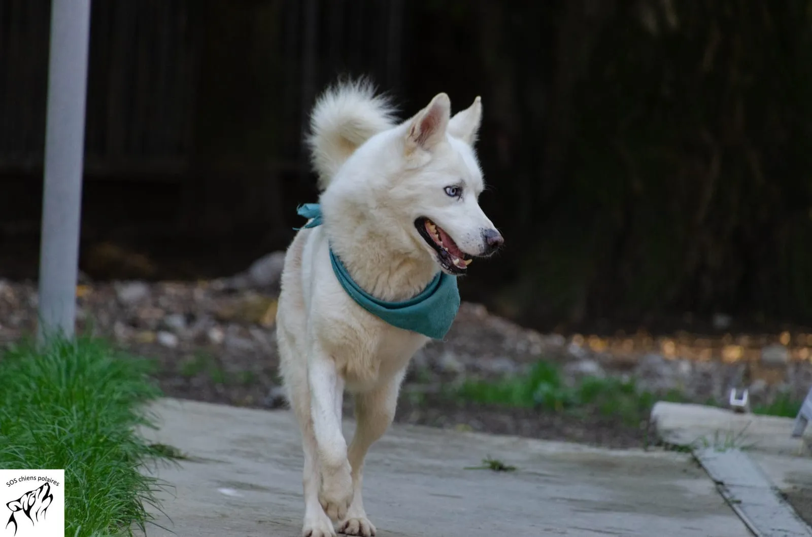 Blue, pensionnaire du refuge