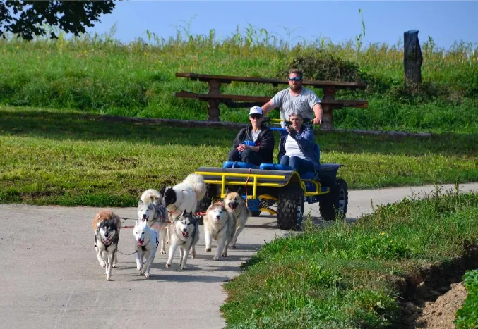 Cani-Kart avec les chiens du refuge