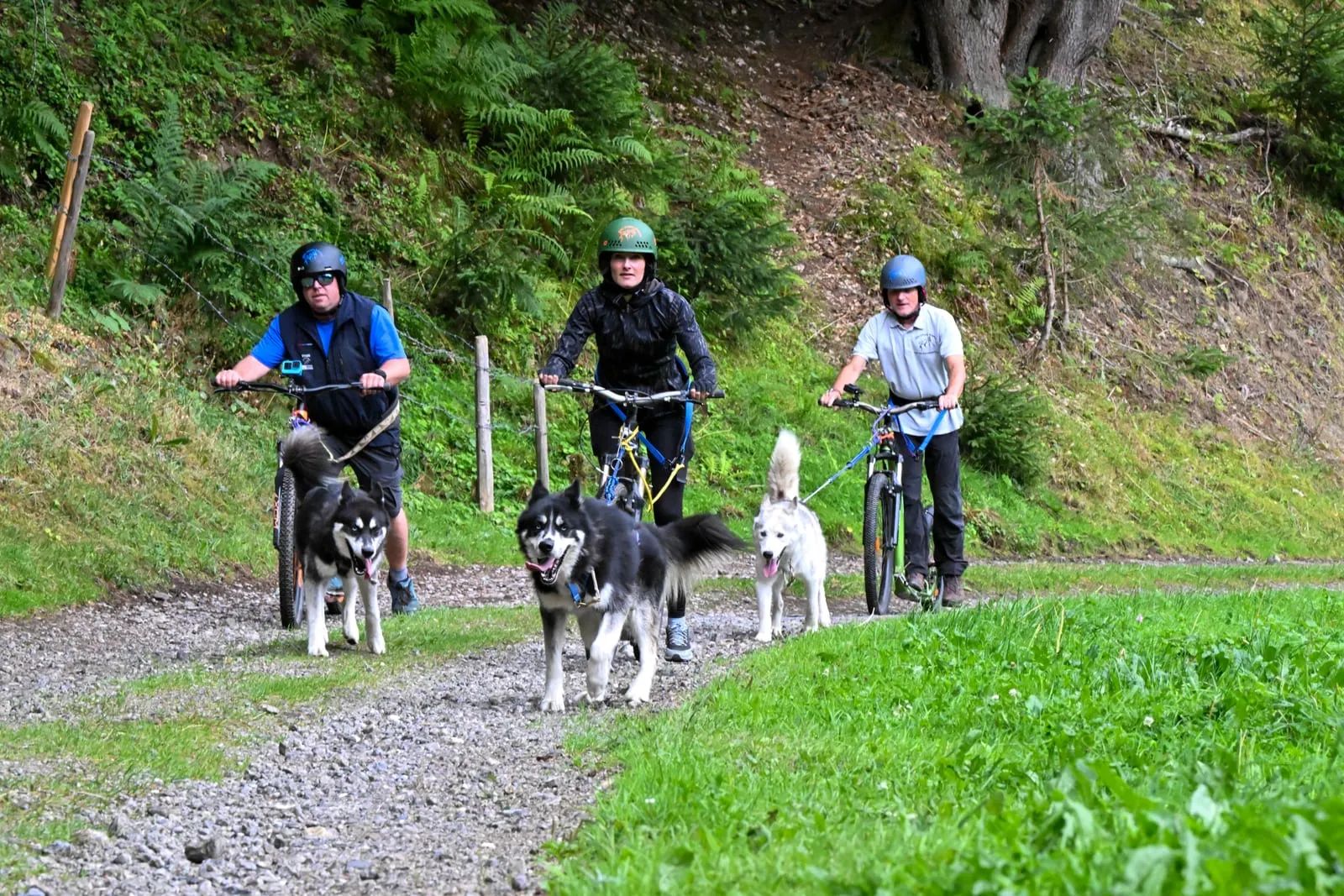 Cani-Trottinette avec les chiens du refuge