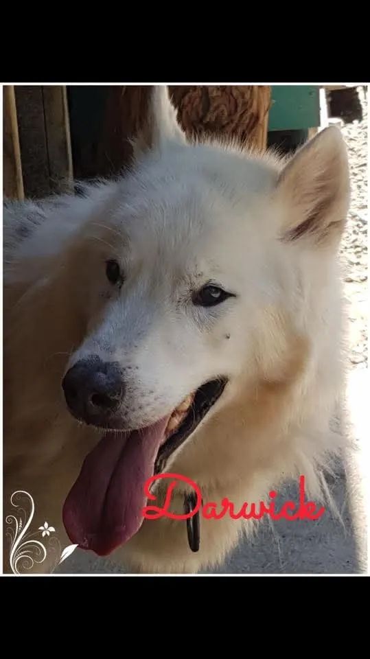 Darwick, en mémoire