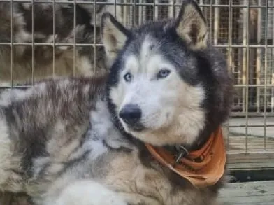 Iceko, pensionnaire du refuge