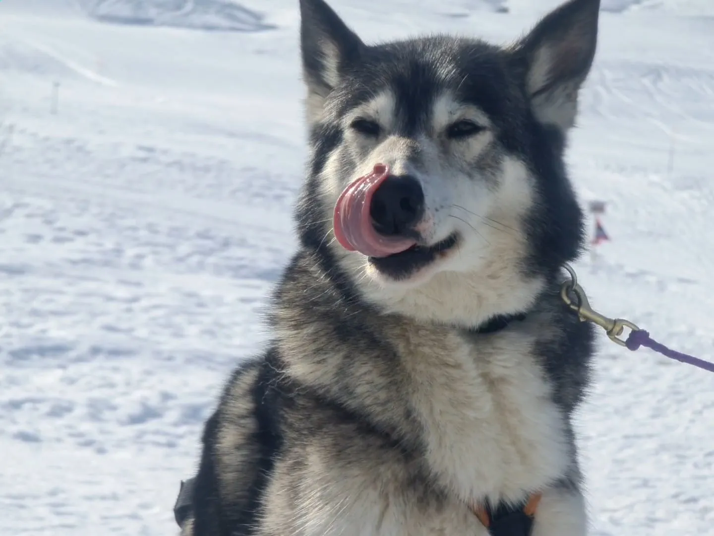 Inuit, en mémoire