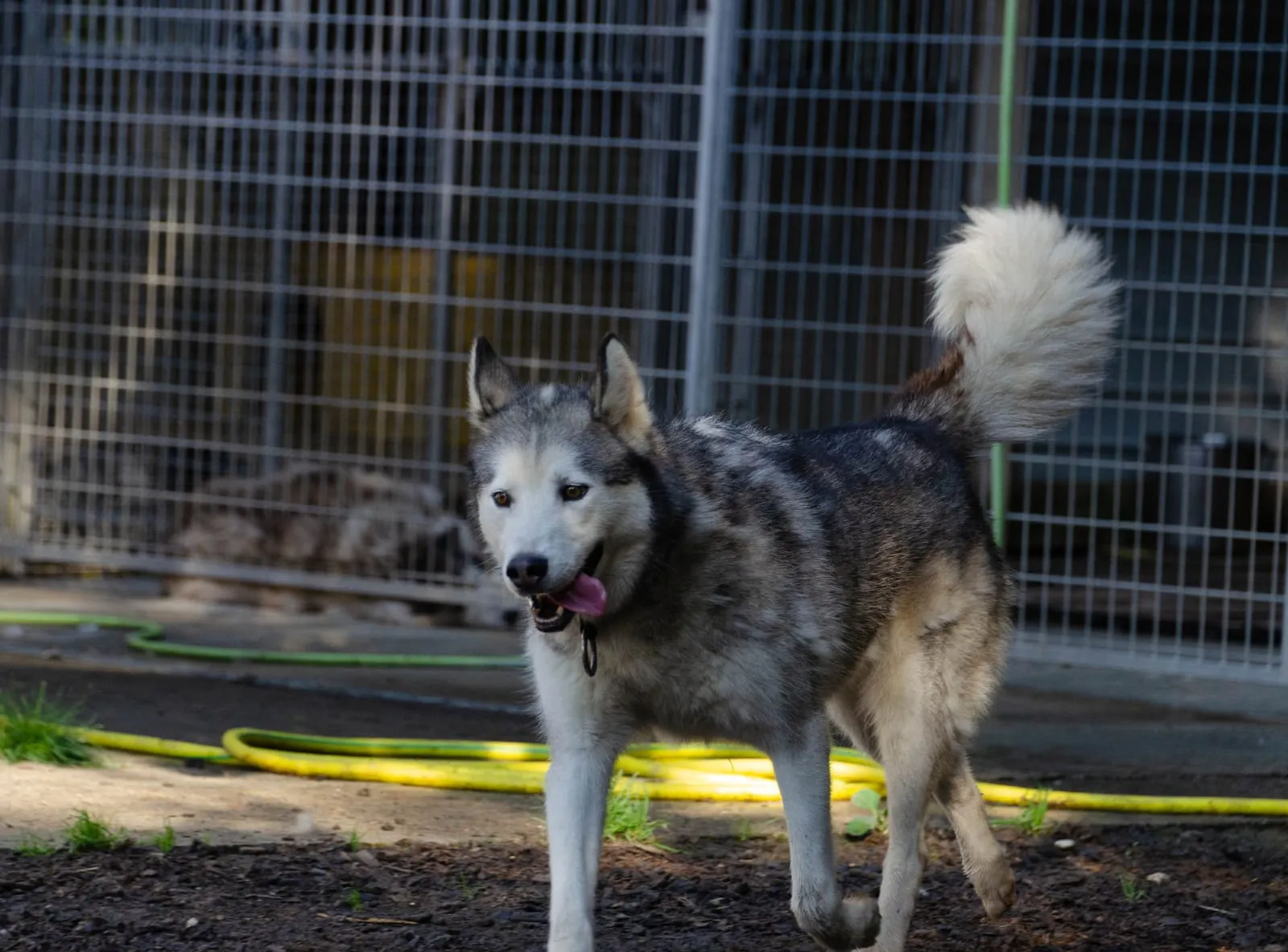 Kiki (Loki 3), pensionnaire du refuge