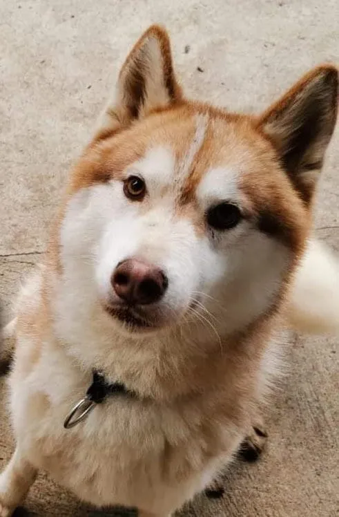 Koda, pensionnaire du refuge