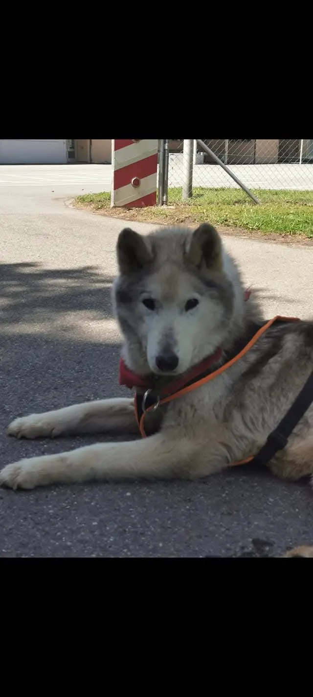 Kodiak, en mémoire