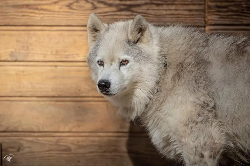 Laska, en mémoire
