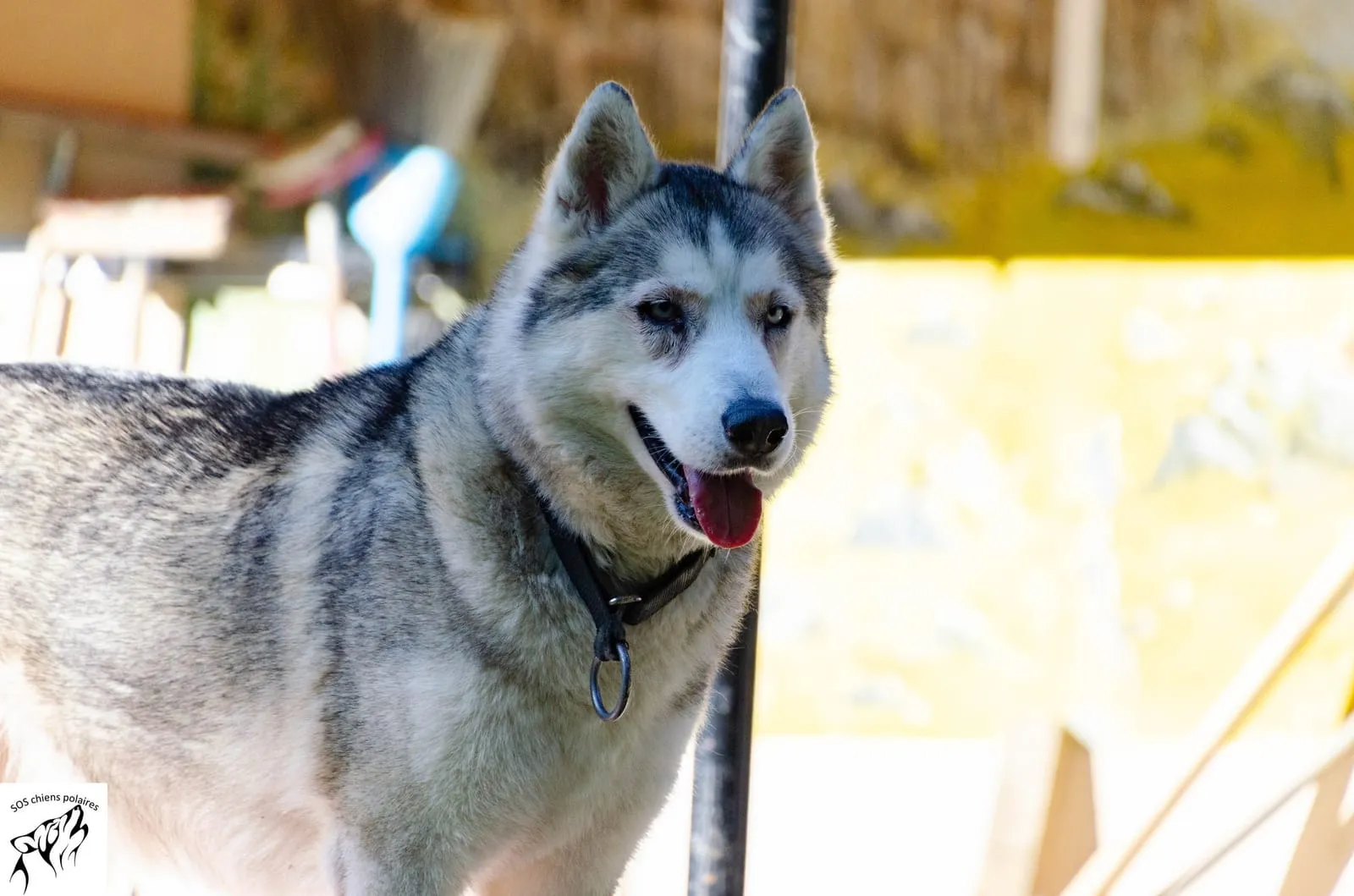 Loki 2, pensionnaire du refuge