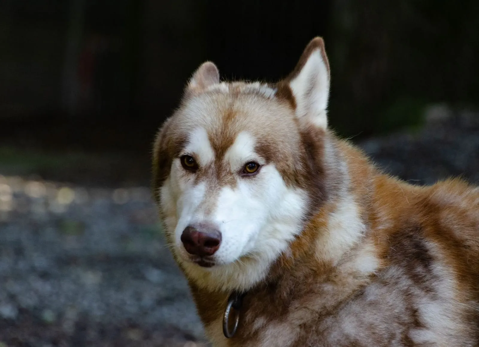 Maïko, pensionnaire du refuge