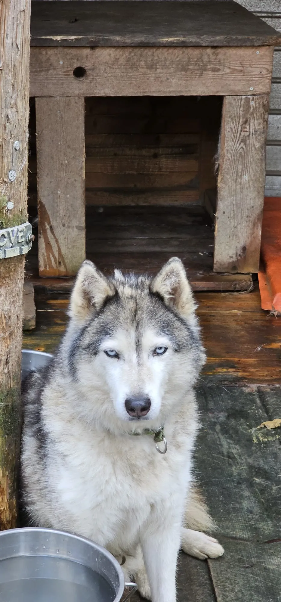 Maya, pensionnaire du refuge