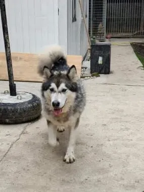 Nala 1, pensionnaire du refuge