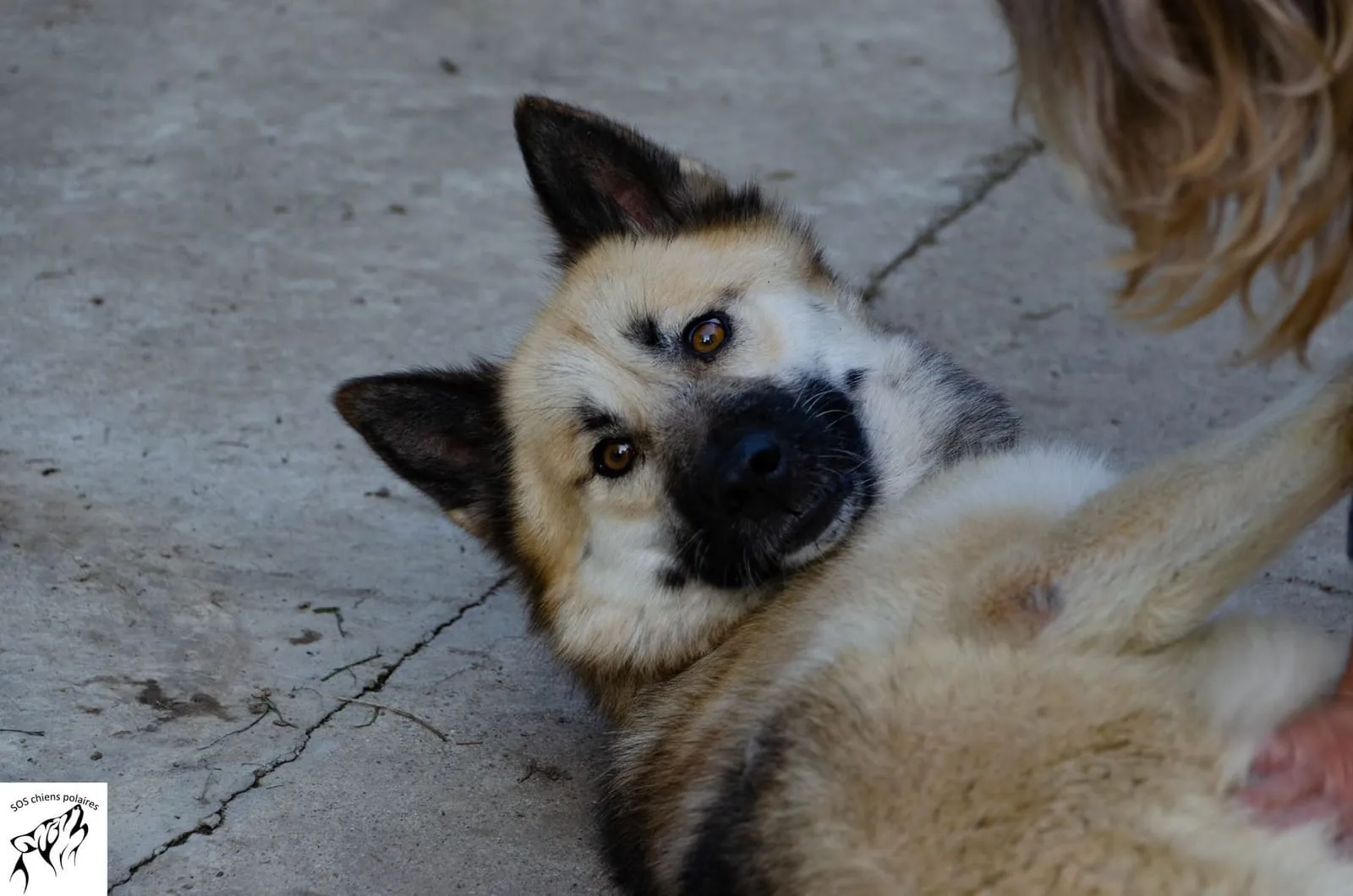 Nala 2, pensionnaire du refuge
