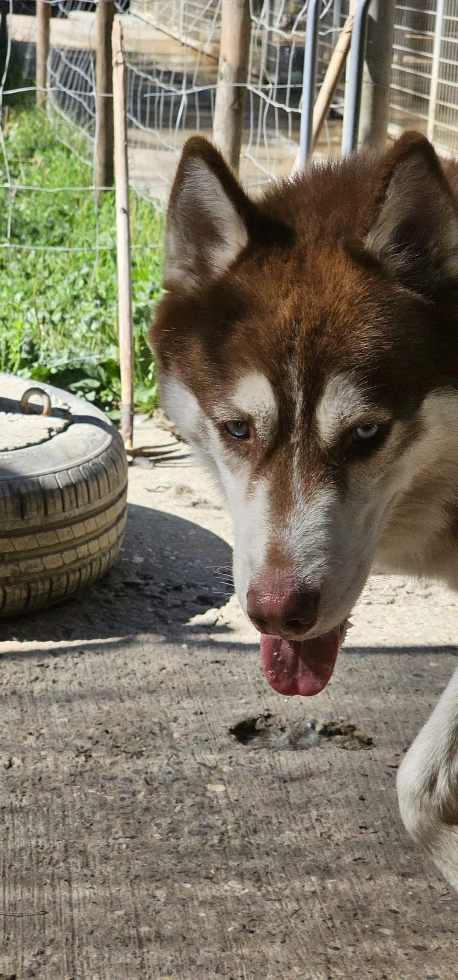 Nanook, pensionnaire du refuge