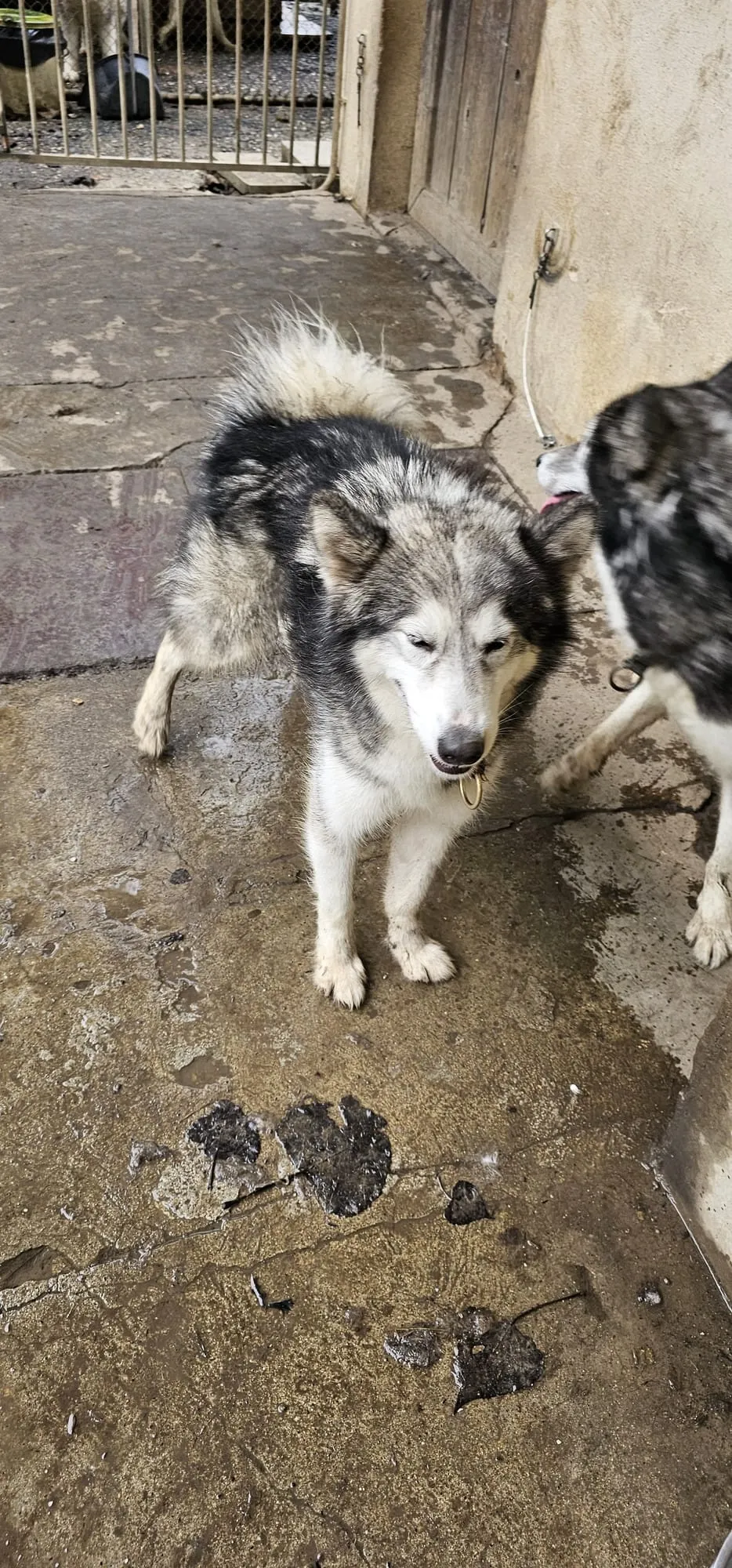 Onyx, pensionnaire du refuge