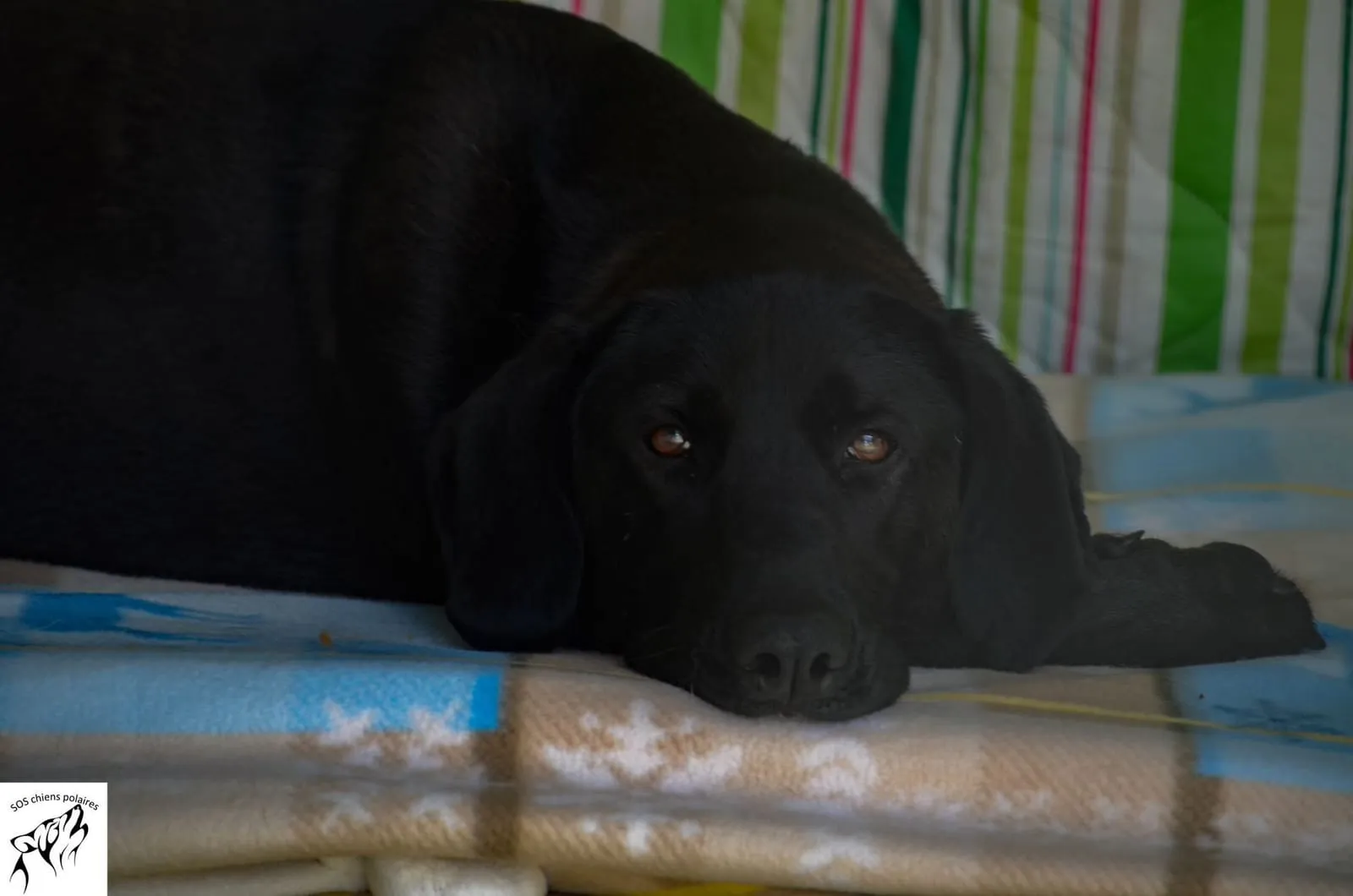 Oscar, pensionnaire du refuge