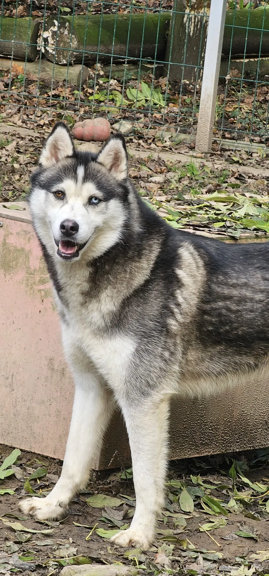 Rocky 1, pensionnaire du refuge