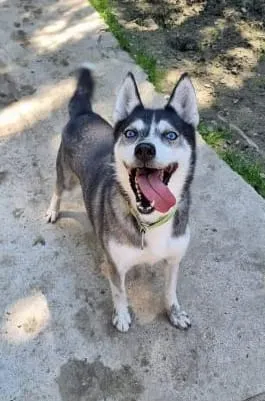 Ronja, pensionnaire du refuge