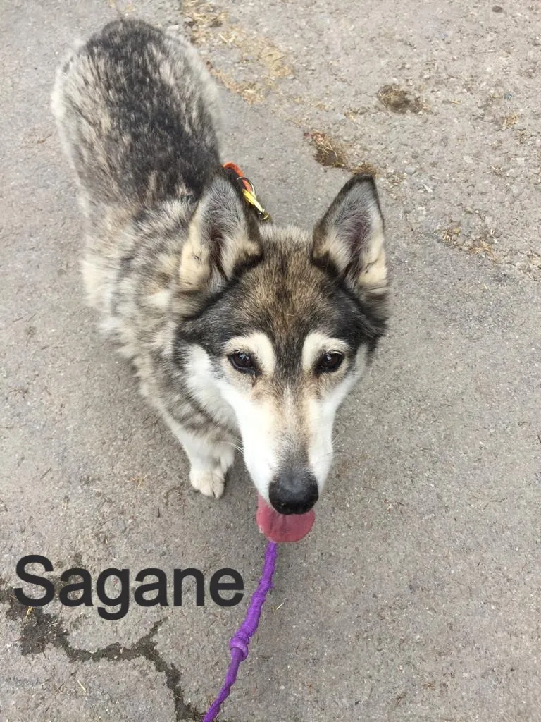 Sagane, en mémoire