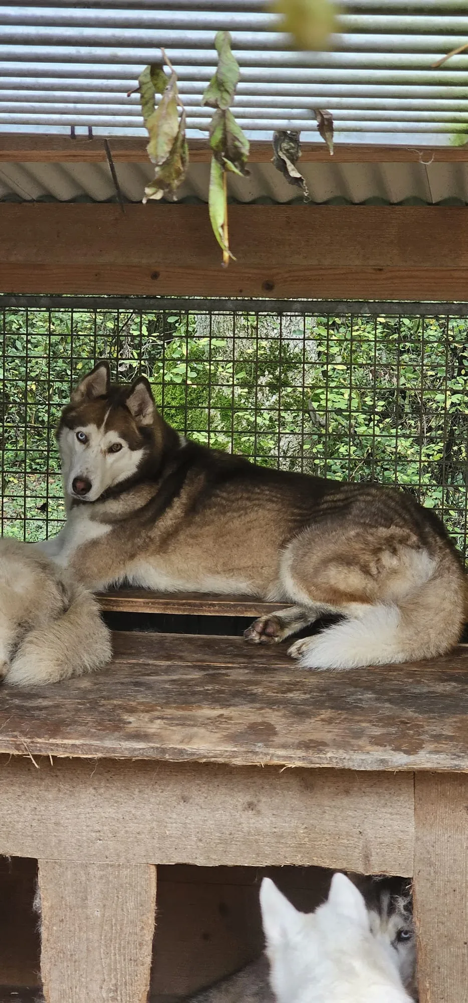 Saiko, pensionnaire du refuge
