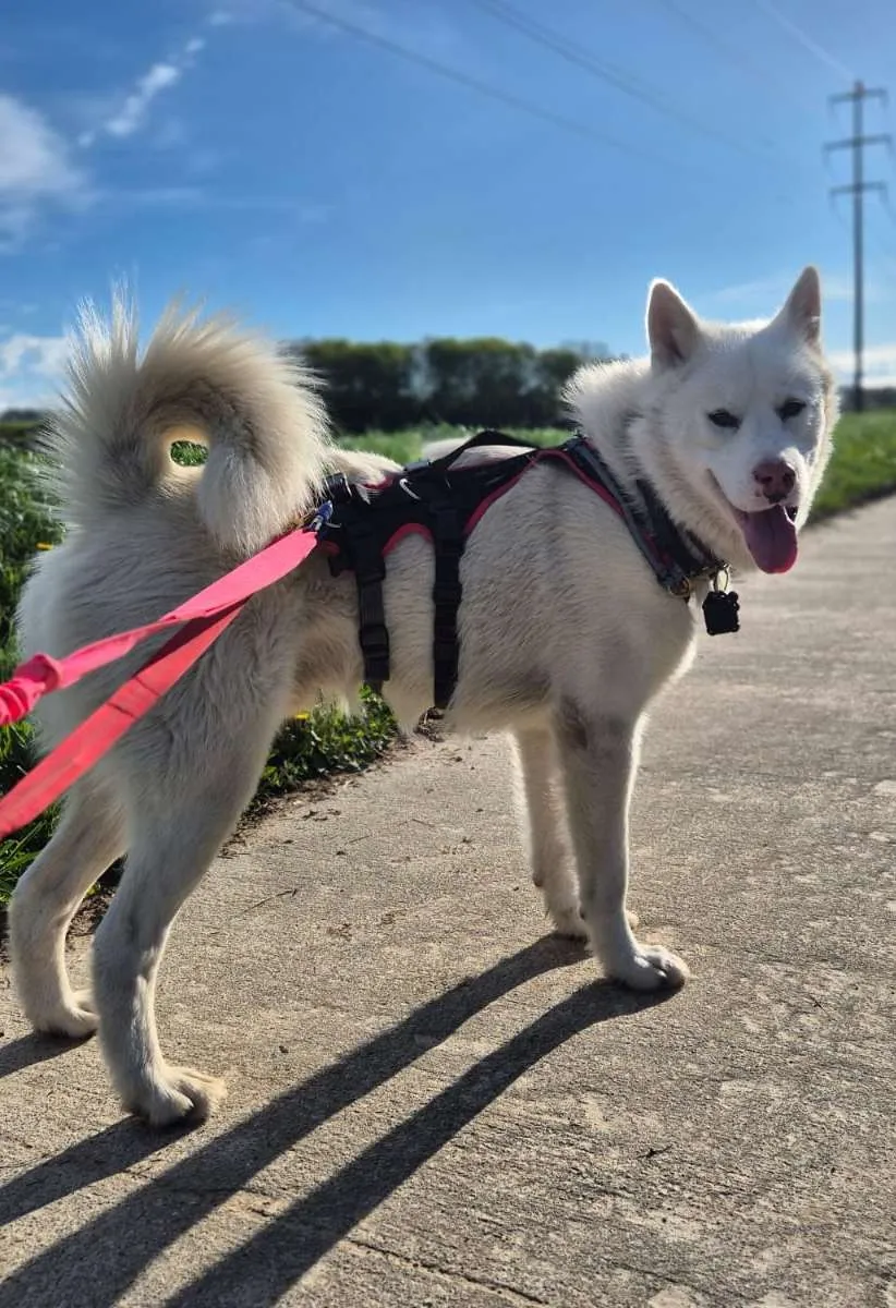 Siku, pensionnaire du refuge