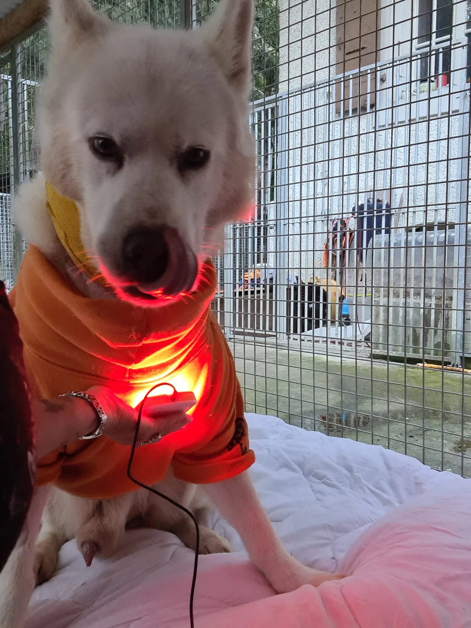 Un husky blanc en manteau orange, assis sur une couverture au refuge, pendant qu’une main applique sur son poitrail un appareil de photobiomodulation dont la lumière rouge traverse le tissu