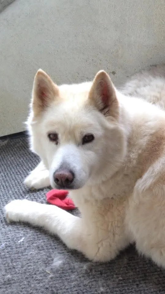 Sparky, en mémoire
