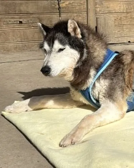 Spike, en mémoire