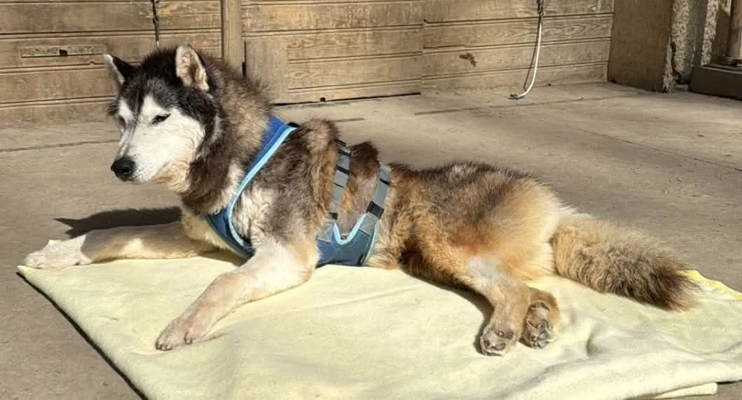 Spike, en mémoire
