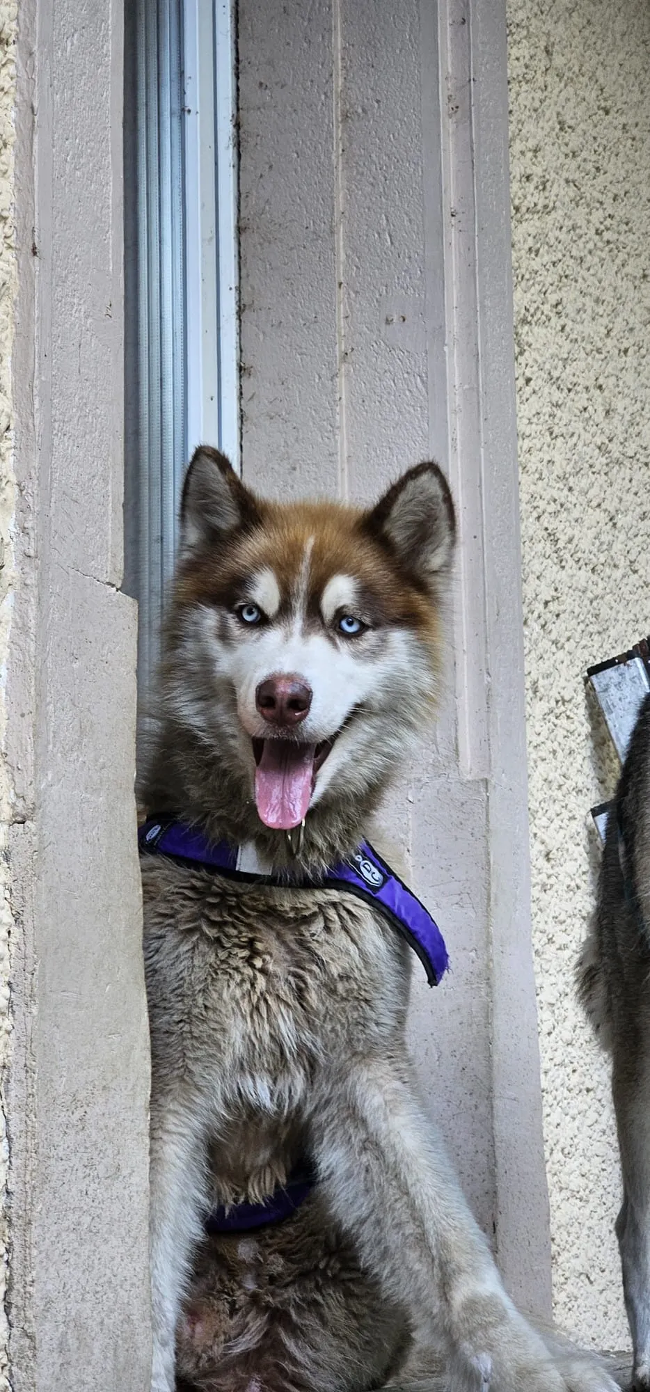 Thor, pensionnaire du refuge