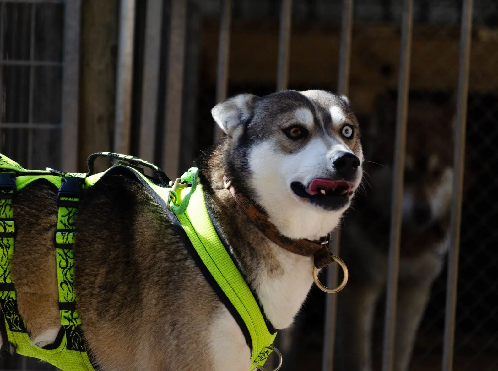 Willy, pensionnaire du refuge