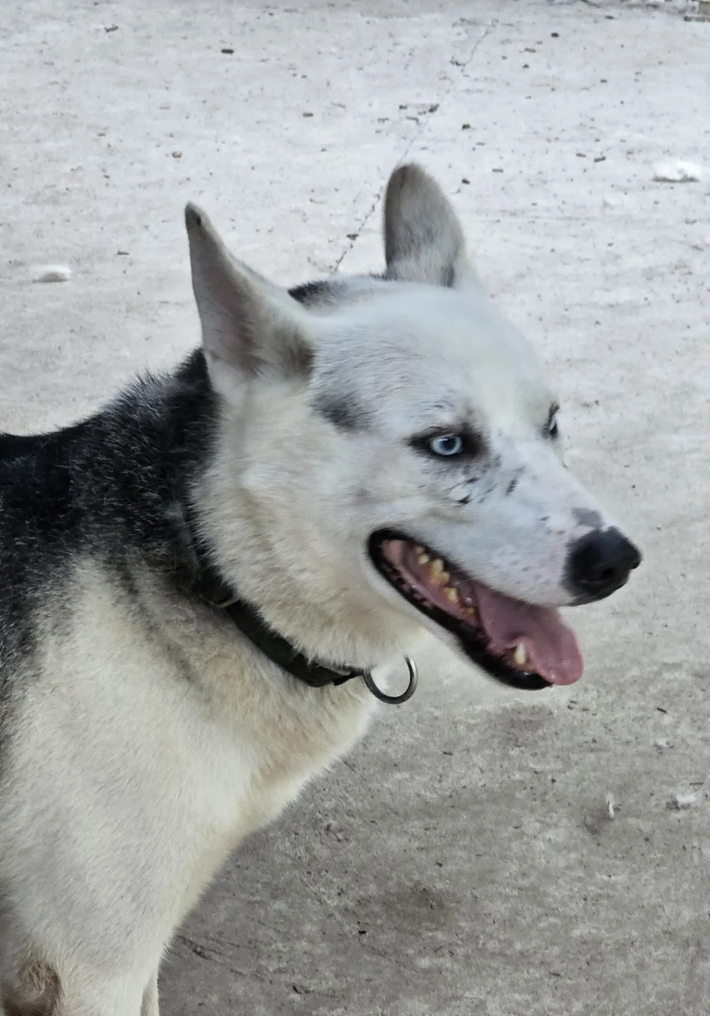 Wolf, pensionnaire du refuge