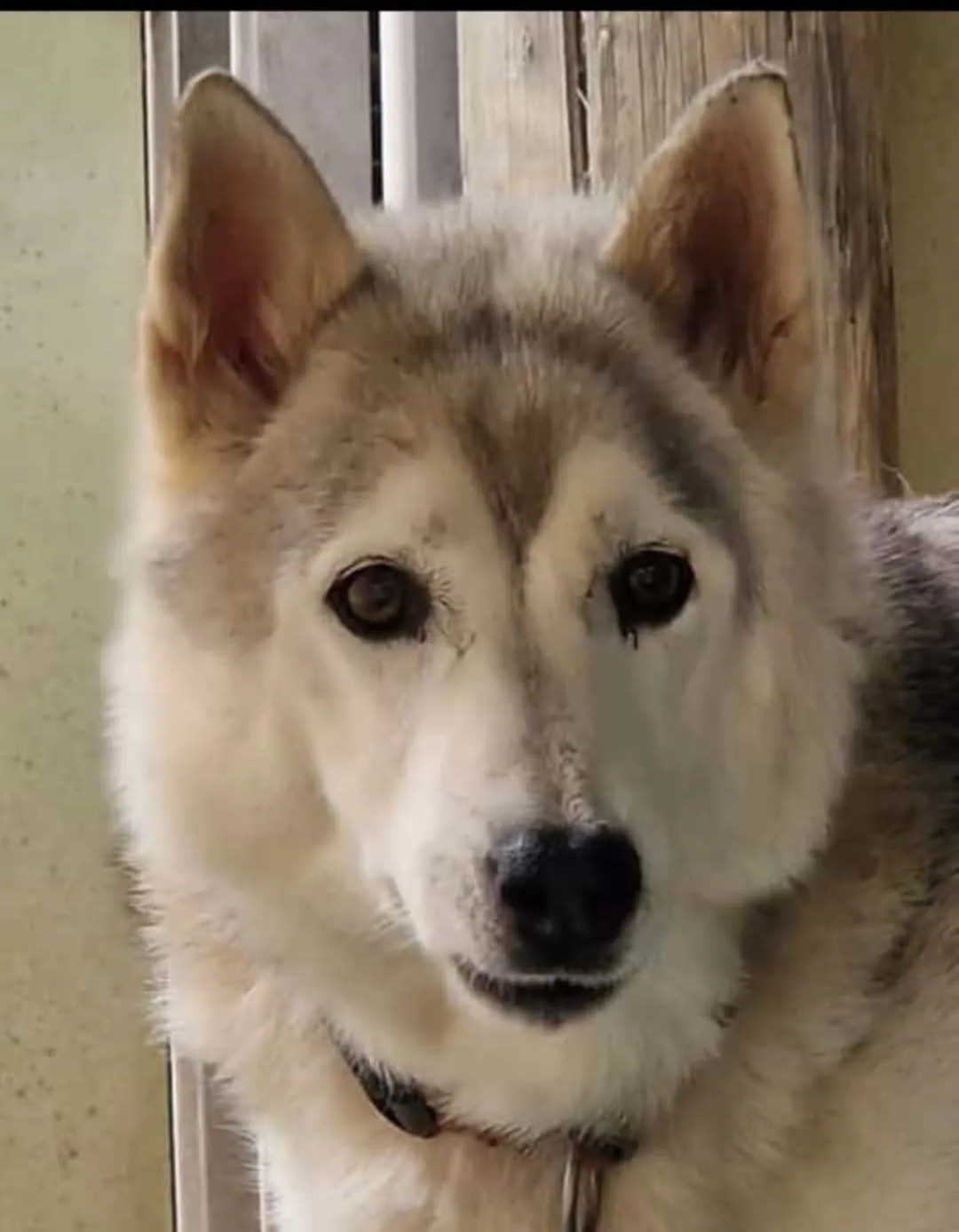 Wolfi, en mémoire